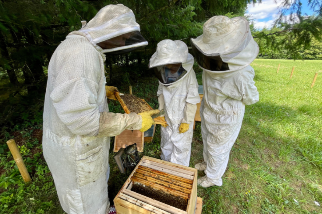 Initiation à l'apiculture